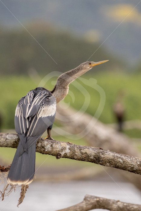 Anhinga (Anhinga anhinga) on a branch in the Tarcoles river, Puntarenas, Costa Rica - Nature Stock Photo Agency
