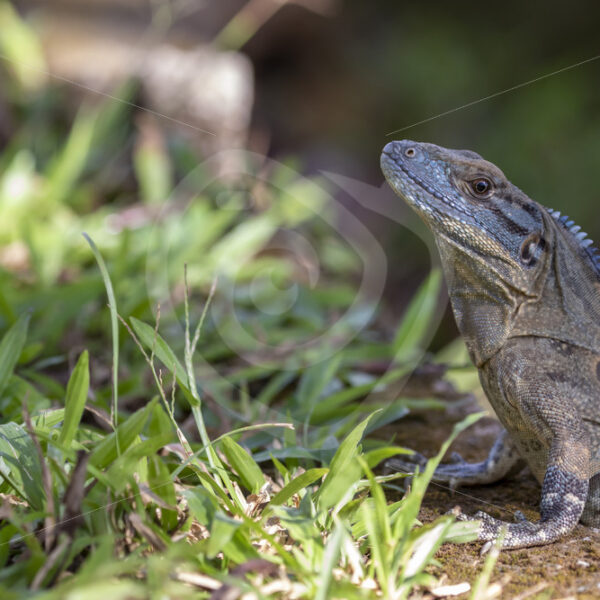 Black iguana (Ctenosaura similis) head up in the grass near Herradura, Costa Rica - Nature Stock Photo Agency