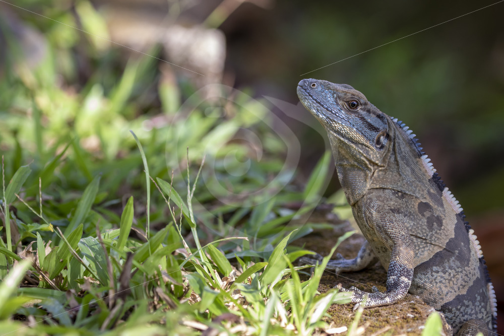 Black iguana (Ctenosaura similis) head up in the grass near Herradura, Costa Rica - Nature Stock Photo Agency