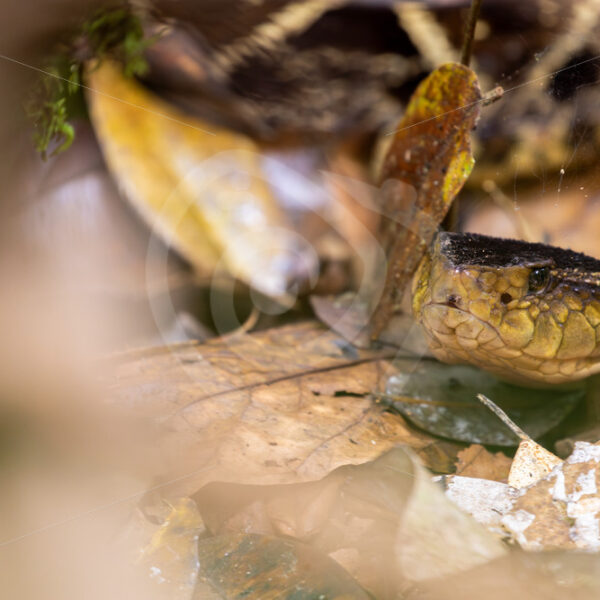 Bothrops asper or Fer-de-lance hidden in the leaves on the ground, La Fortuna, Costa Rica - Nature Stock Photo Agency
