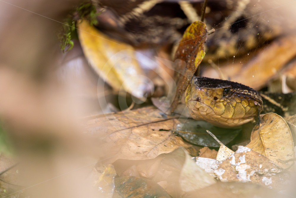 Bothrops asper or Fer-de-lance hidden in the leaves on the ground, La Fortuna, Costa Rica - Nature Stock Photo Agency