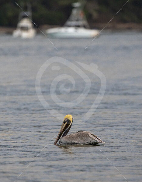 Brown pelican floating in Bahia Herradura, Costa Rica - Nature Stock Photo Agency