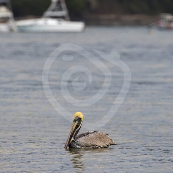 Brown pelican in the Bahia Herradura, Pacific coast of Costa Rica - Nature Stock Photo Agency