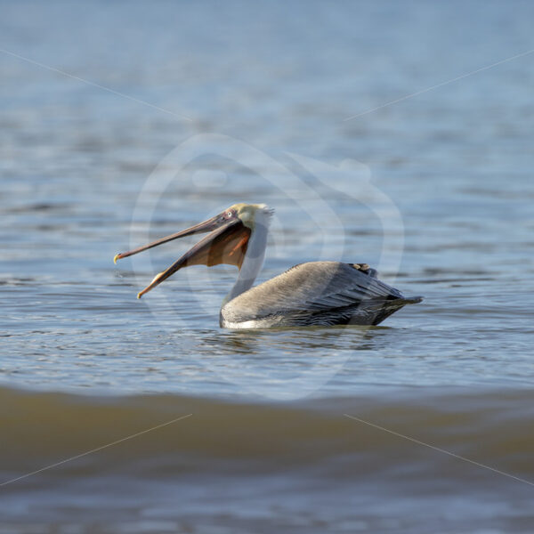 Brown pelican (Pelecanus occidentalis carolinensis) fishing in Bahia Herradura, Costa Rica - Nature Stock Photo Agency