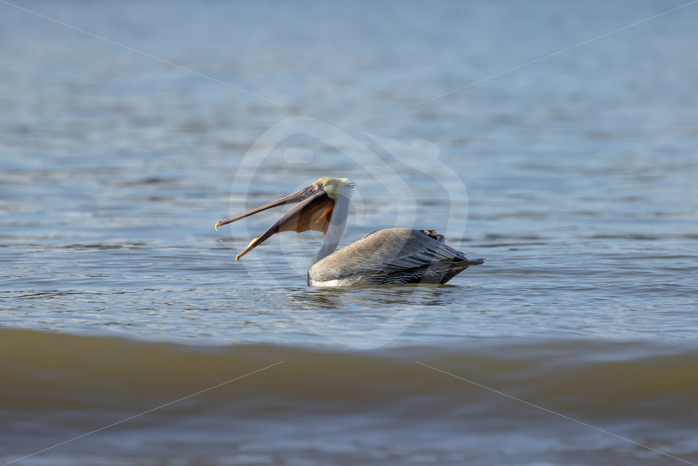 Brown pelican (Pelecanus occidentalis carolinensis) fishing in Bahia Herradura, Costa Rica - Nature Stock Photo Agency