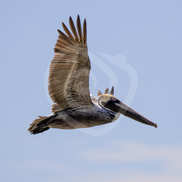 Brown pelican ( Pelecanus occidentalis carolinensis) flying over in Bahia Herradura, Costa Rica - Nature Stock Photo Agency
