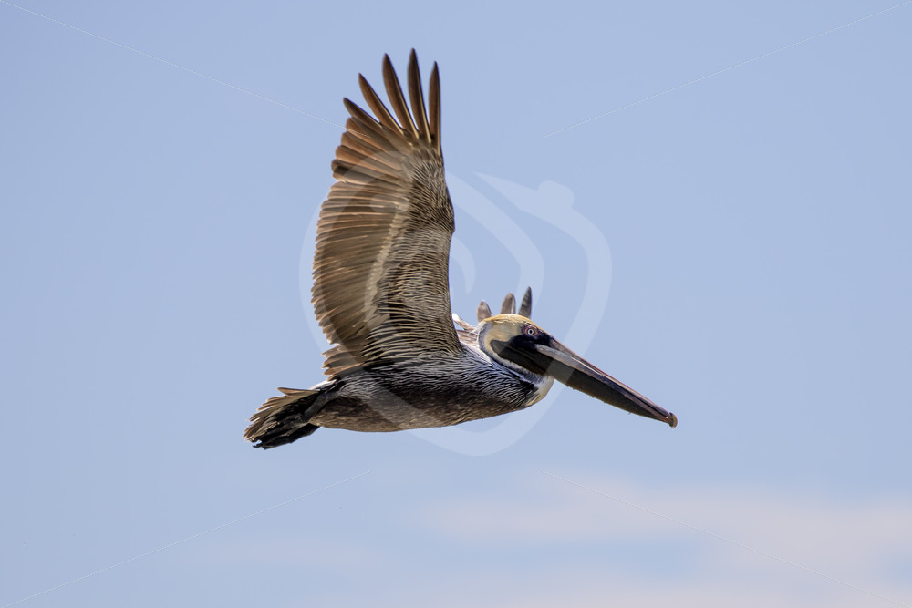 Brown pelican ( Pelecanus occidentalis carolinensis) flying over in Bahia Herradura, Costa Rica - Nature Stock Photo Agency