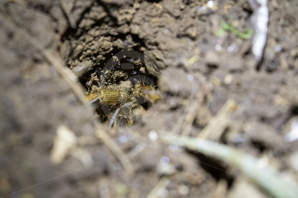 Costa Rican zebra tarantula (Aphonopelma seemanni) hiding in its hole, La Fortuna, Costa Rica - Nature Stock Photo Agency