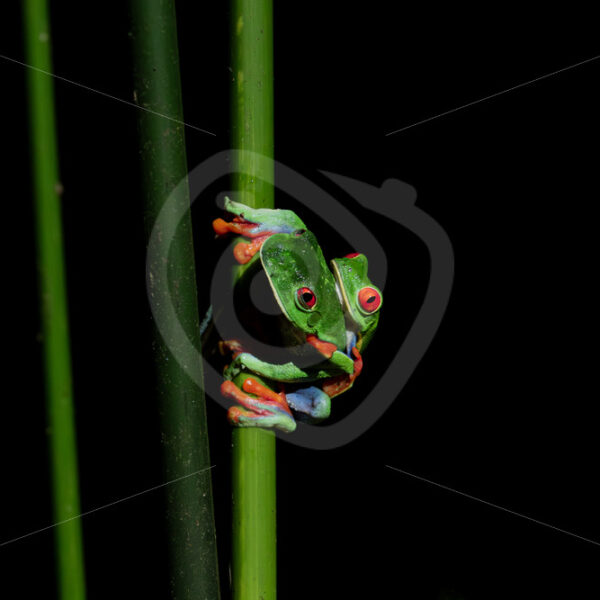 Couple of Red-eyed tree frogs (Agalychnis callidryas) in the rainforest, La Fortuna, Costa Rica - Nature Stock Photo Agency