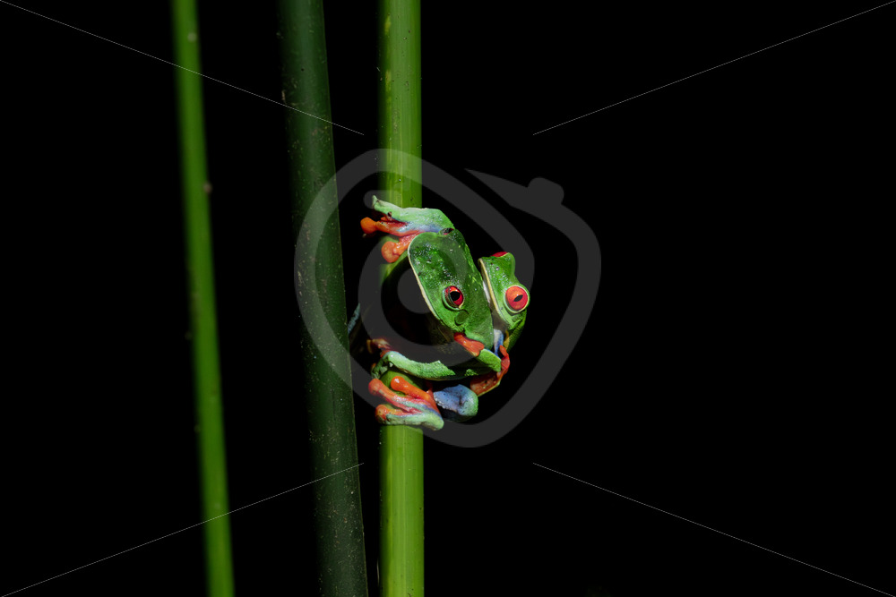 Couple of Red-eyed tree frogs (Agalychnis callidryas) in the rainforest, La Fortuna, Costa Rica - Nature Stock Photo Agency
