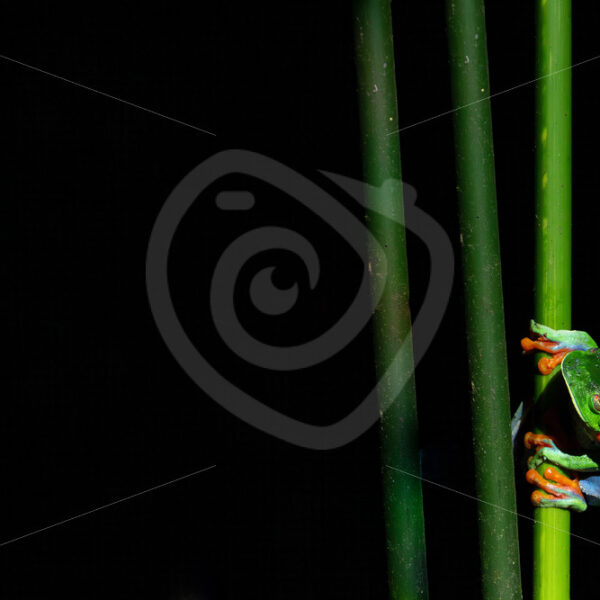 Couple of Red-eyed tree frogs at night in the rainforest, La Fortuna, Costa Rica - Nature Stock Photo Agency