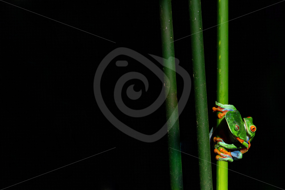 Couple of Red-eyed tree frogs at night in the rainforest, La Fortuna, Costa Rica - Nature Stock Photo Agency