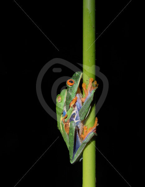 couple of Red-eyed tree frogs mating in the rainforest, La Fortuna, Costa Rica - Nature Stock Photo Agency