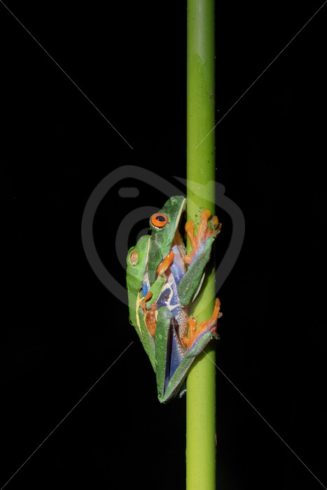 couple of Red-eyed tree frogs mating in the rainforest, La Fortuna, Costa Rica - Nature Stock Photo Agency