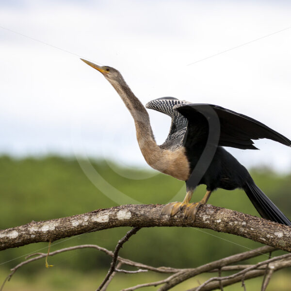 Darter (Anhinga anhinga) on a branch in the Tarcoles river, Puntarenas, Costa Rica - Nature Stock Photo Agency