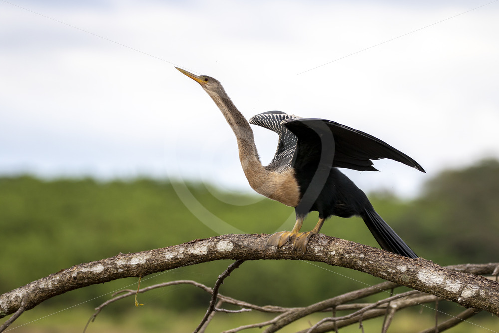 Darter (Anhinga anhinga) on a branch in the Tarcoles river, Puntarenas, Costa Rica - Nature Stock Photo Agency