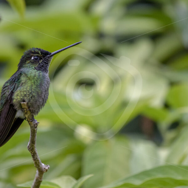 Female magnificent hummingbird in the Savegre valley, Costa Rica - Nature Stock Photo Agency