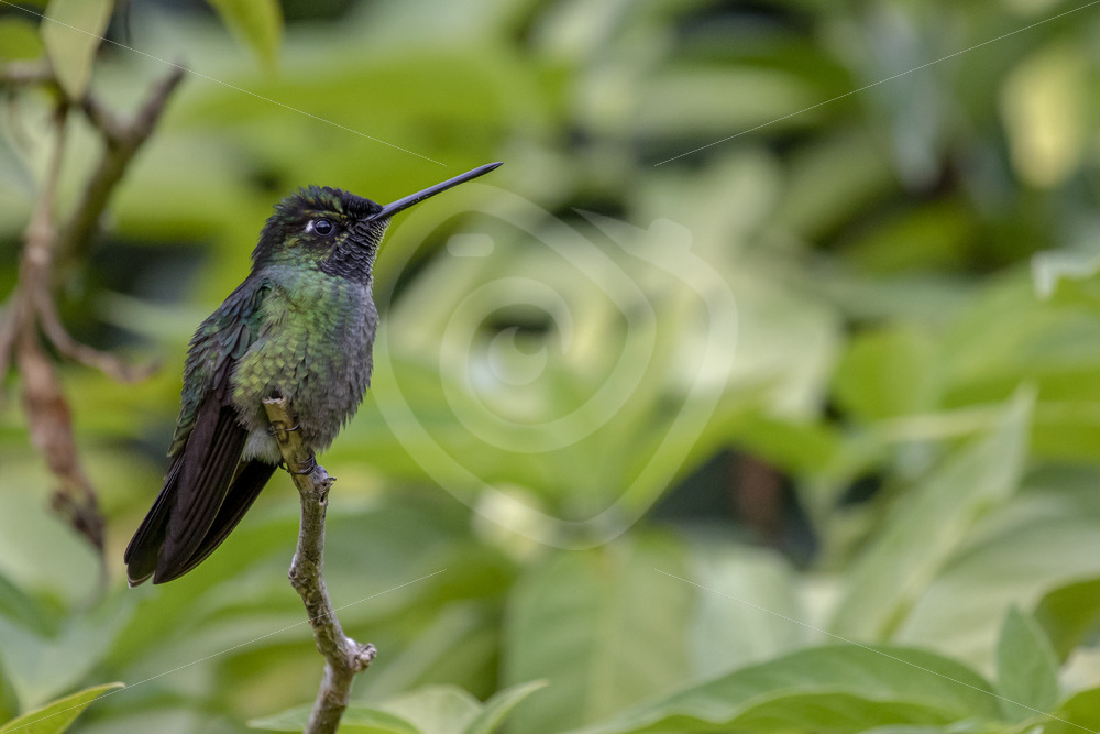 Female magnificent hummingbird in the Savegre valley, Costa Rica - Nature Stock Photo Agency
