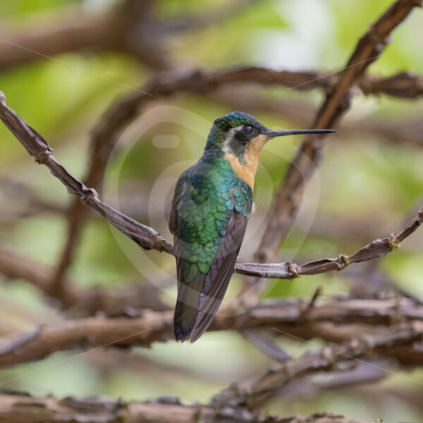 Female Purple-throated mountaingem (Lampornis calolaemus) ihiding in the bushes, Savegre, Costa Rica - Nature Stock Photo Agency