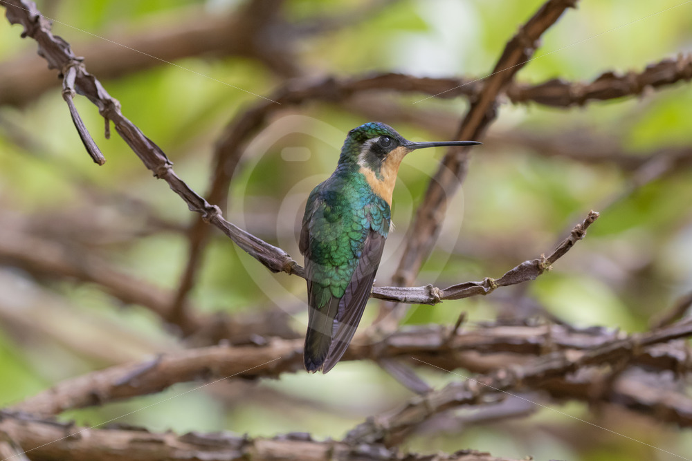 Female Purple-throated mountaingem (Lampornis calolaemus) ihiding in the bushes, Savegre, Costa Rica - Nature Stock Photo Agency