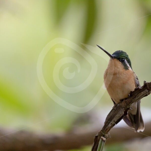 Female Purple-throated mountaingem (Lampornis calolaemus) in Savegre, Costa Rica - Nature Stock Photo Agency