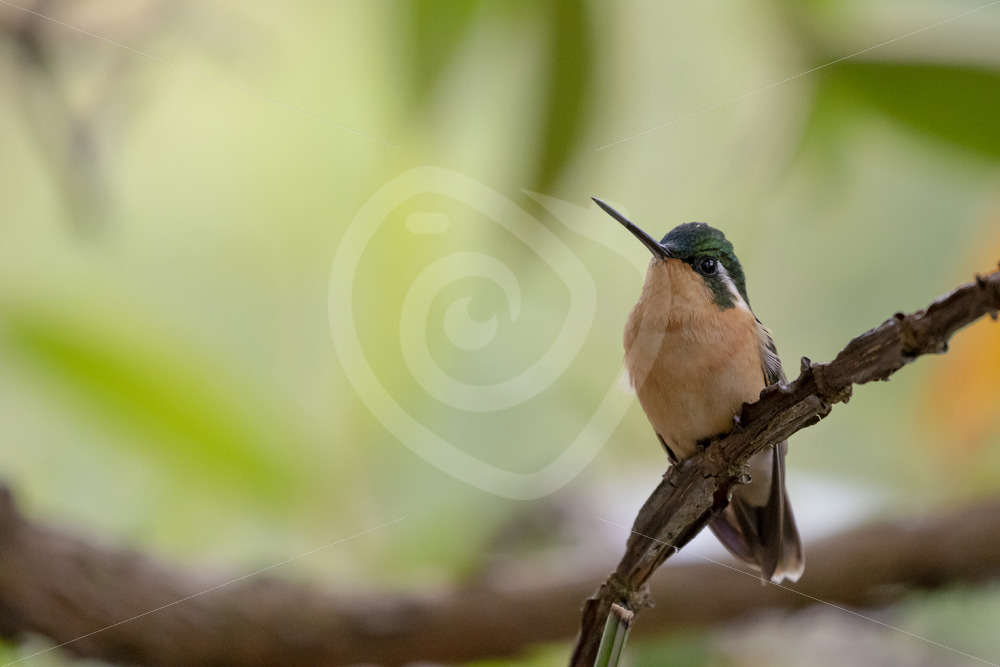 Female Purple-throated mountaingem (Lampornis calolaemus) in Savegre, Costa Rica - Nature Stock Photo Agency