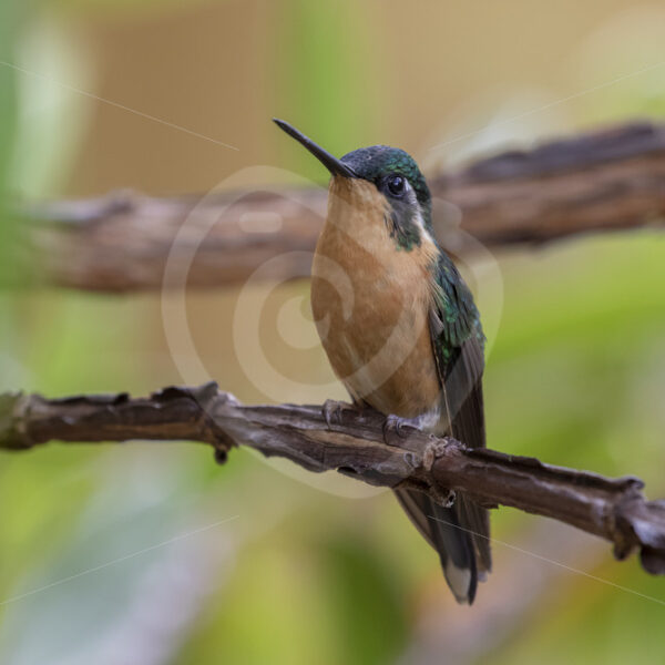 Female Purple-throated mountaingem (Lampornis calolaemus) in the Savegre Valley, Costa Rica - Nature Stock Photo Agency