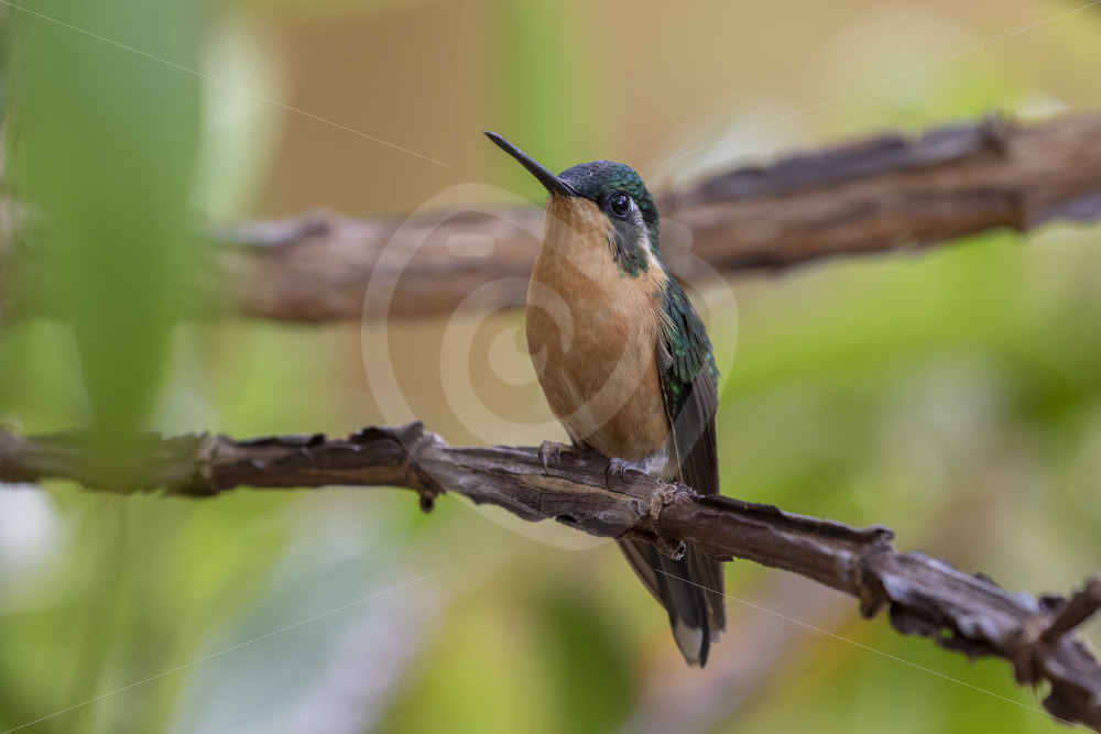 Female Purple-throated mountaingem (Lampornis calolaemus) in the Savegre Valley, Costa Rica - Nature Stock Photo Agency
