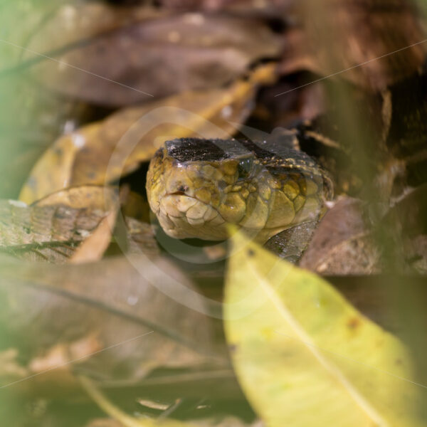 Fer-de-lance (common lancehead) hidden in the leaves on the ground, La Fortuna, Costa Rica - Nature Stock Photo Agency