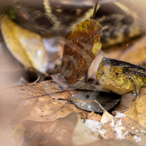 Fer-de-lance hidden in the leaves on the ground, Mystico Park, La Fortuna, Costa Rica - Nature Stock Photo Agency