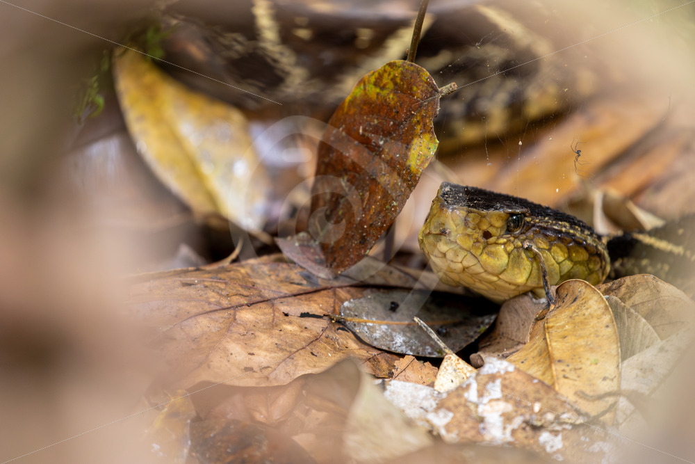 Fer-de-lance hidden in the leaves on the ground, Mystico Park, La Fortuna, Costa Rica - Nature Stock Photo Agency