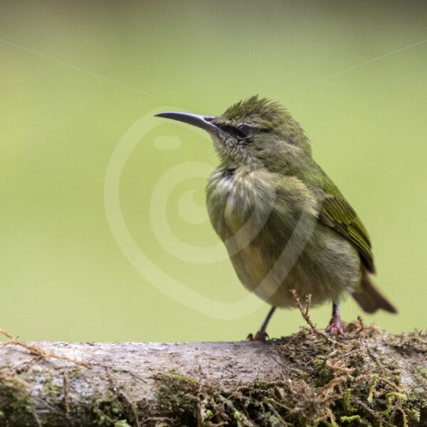 Juvenile female red-legged honeycreeper (Cyanerpes cyaneus), La Fortuna, Costa Rica - Nature Stock Photo Agency