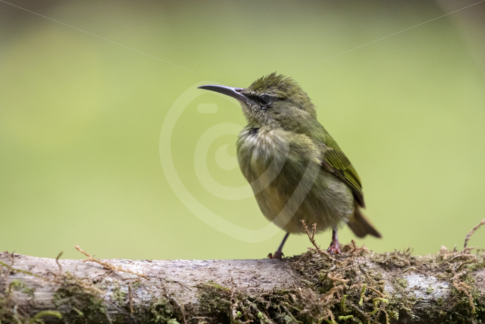 Juvenile female red-legged honeycreeper (Cyanerpes cyaneus), La Fortuna, Costa Rica - Nature Stock Photo Agency