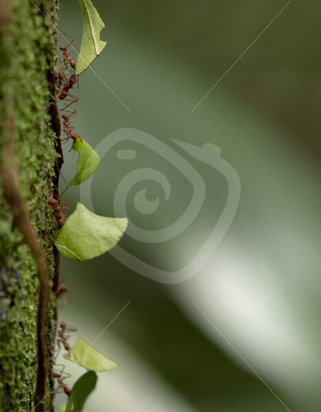 Leafcutter ants (Atta cephalotes) on a mossy trunc, La Fortuna, Costa Rica - Nature Stock Photo Agency