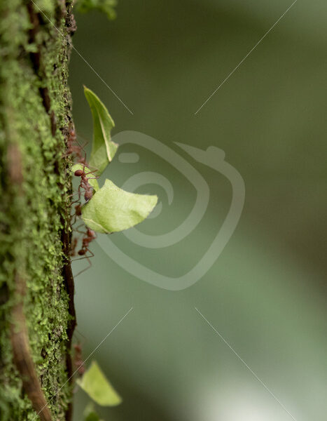 Leafcutter ants (Atta cephalotes) walking on a trunc, La Fortuna, Costa Rica - Nature Stock Photo Agency