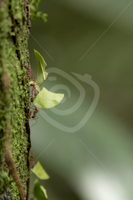 Leafcutter ants (Atta cephalotes) walking on a trunc, La Fortuna, Costa Rica - Nature Stock Photo Agency