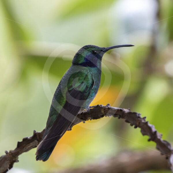 Lesser violet-ear (Green Violet-ear) hummingbird in the Savegre Valley, Costa Rica - Nature Stock Photo Agency