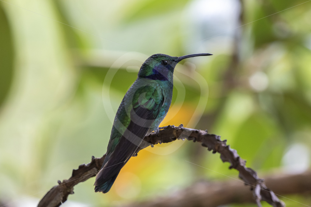 Lesser violet-ear (Green Violet-ear) hummingbird in the Savegre Valley, Costa Rica - Nature Stock Photo Agency