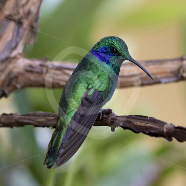 Lesser violet-ear (Green Violetear) hummingbird in San Gerardo de Dota, Costa Rica - Nature Stock Photo Agency