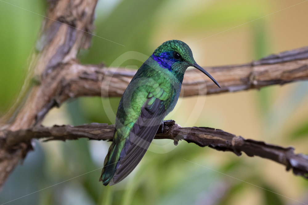 Lesser violet-ear (Green Violetear) hummingbird in San Gerardo de Dota, Costa Rica - Nature Stock Photo Agency Lesser violet-ear (Green Violetear) hummingbird in San Gerardo de Dota, Costa Rica - Nature Stock Photo Agency