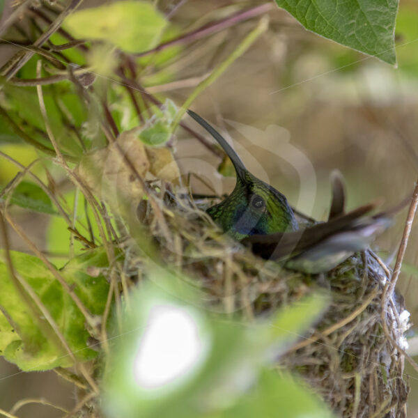 Lesser violetear hummingbird (Colibri cyanotus) breeding, Savegre, Costa Rica - Nature Stock Photo Agency