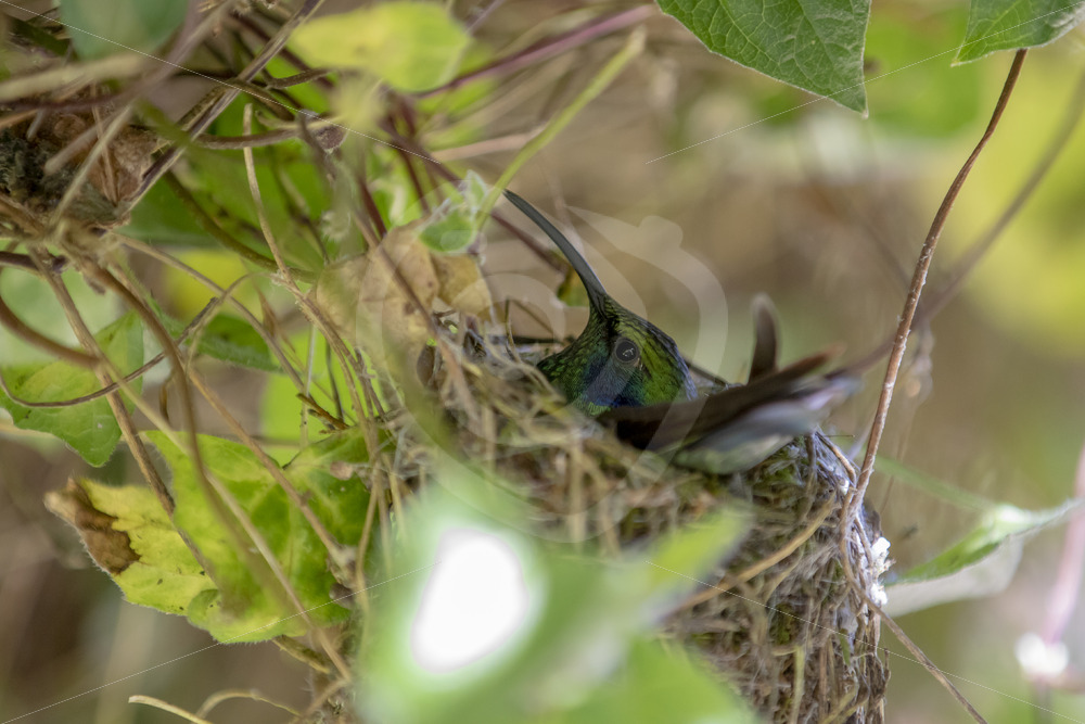 Lesser violetear hummingbird (Colibri cyanotus) breeding, Savegre, Costa Rica - Nature Stock Photo Agency