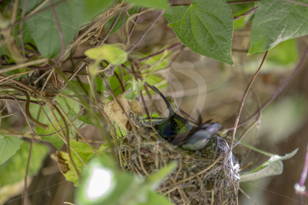 Lesser violetear hummingbird (Colibri cyanotus) sitting on its nest, Savegre, Costa Rica - Nature Stock Photo Agency
