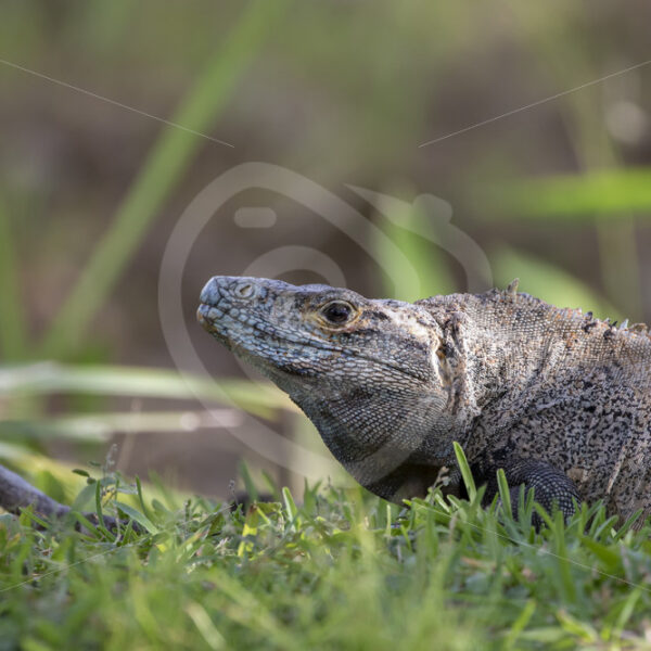 Male Black iguana (Ctenosaura similis) in the grass near Herradura, Costa Rica - Nature Stock Photo Agency