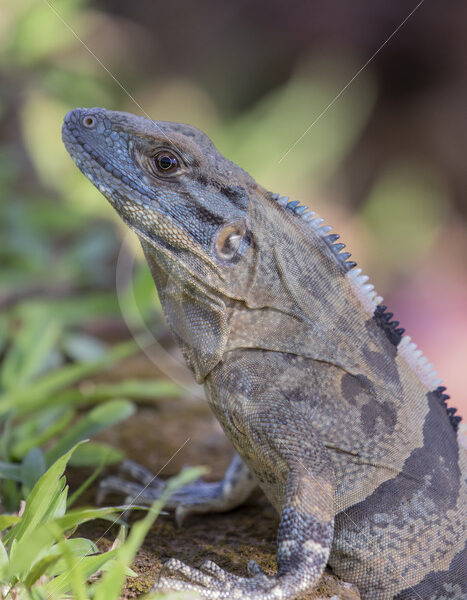 Male Black iguana (Ctenosaura similis) looking up in the grass near Herradura, Costa Rica - Nature Stock Photo Agency