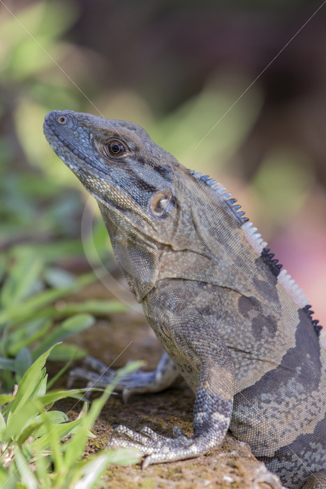 Male Black iguana (Ctenosaura similis) looking up in the grass near Herradura, Costa Rica - Nature Stock Photo Agency