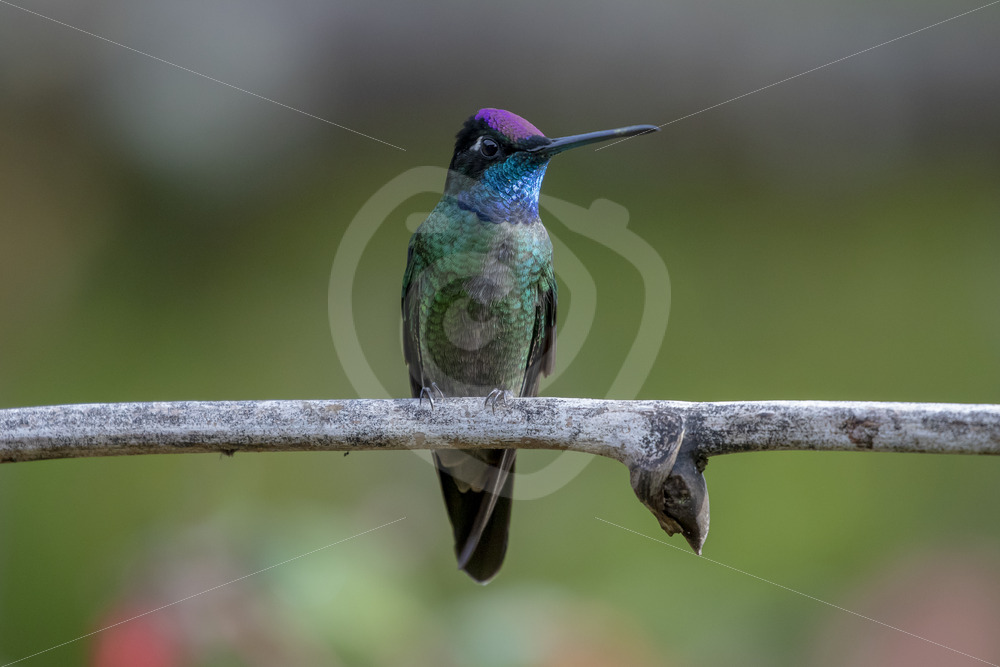 Male Magnificent hummingbird showing its colors near Savegre, Costa Rica - Nature Stock Photo Agency