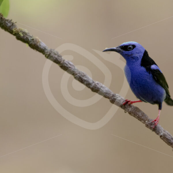 Male red-legged honeycreeper (Cyanerpes cyaneus) on a branch, La Fortuna, Costa Rica - Nature Stock Photo Agency