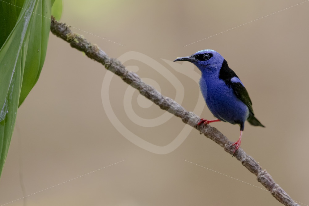 Male red-legged honeycreeper (Cyanerpes cyaneus) on a branch, La Fortuna, Costa Rica - Nature Stock Photo Agency