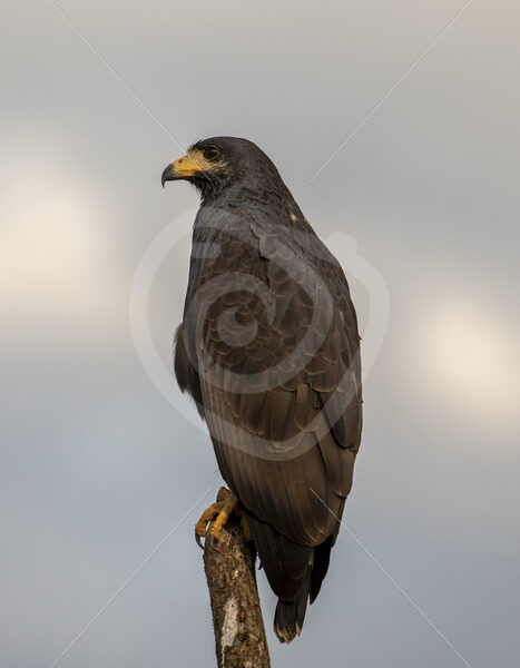 Mangrove Black-hawk (Buteogallus subtilis) near the Tarcoles river in Costa Rica - Nature Stock Photo Agency